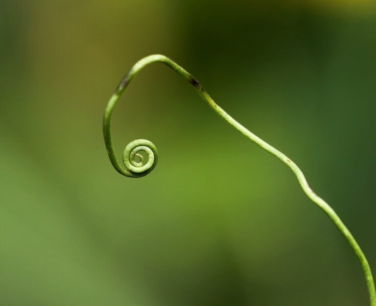 plant, green, plants, forest, nature, wild plant, forest plant, close up, macro, macro shot, datailaufnahme, isolated, spiral, kringel, decorative, rounding, vine stems, tendril, whirl, rotated, growth, spiral, spiral, spiral, spiral, tendril, tendril, tendril, tendril, tendril